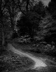 Forest Path-Britain 1a